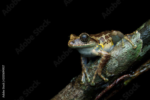 Photography Close-up macro photograph of a starry-eyed Ghat tree frog resting in its natural rainforest habitat in the Western Ghats, India