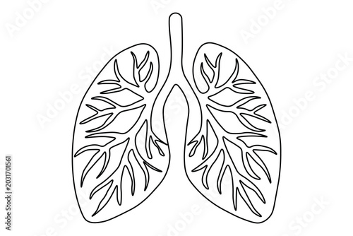Photos Human lungs line art illustration of respiratory system anatomy