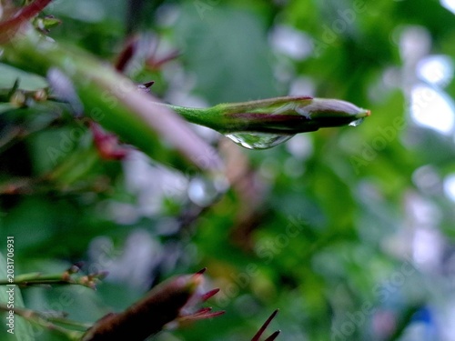 Canvas-taulu green leaf with dew drops
