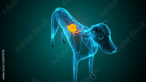 Heart of a dog anatomy. 3d render