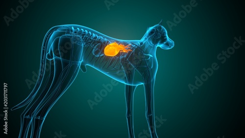 Heart of a dog anatomy. 3d render
