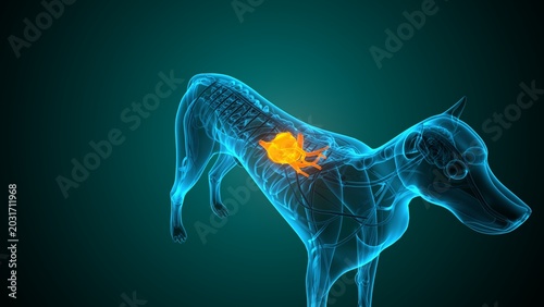 Heart of a dog anatomy. 3d render