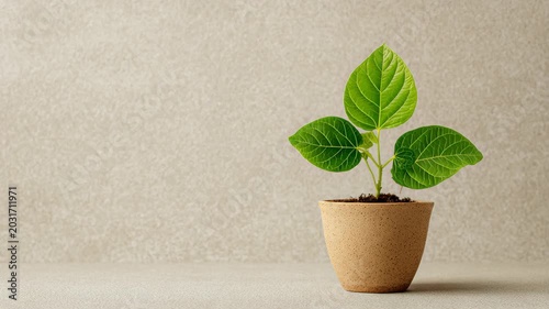 Potted plant seedling green leaves in ceramic pot on textured beige background