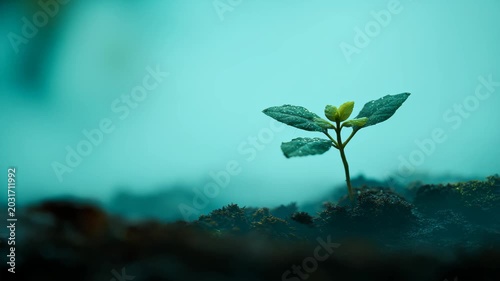 Seedling sprout growing from soil on blue minimal background