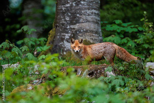 A day in the Slovenian forest