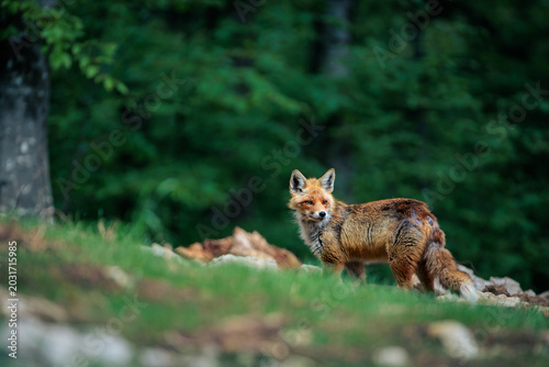 A day in the Slovenian forest