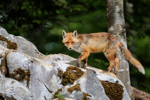 A day in the Slovenian forest