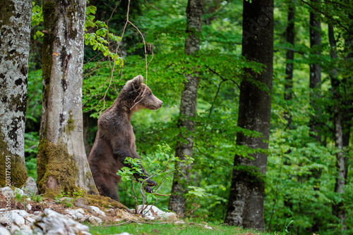 A day in the Slovenian forest