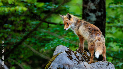 A day in the Slovenian forest