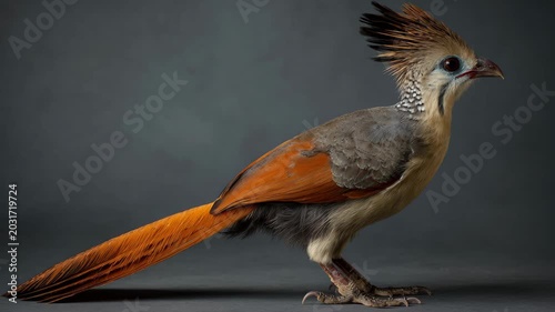 Exotic bird portrait studio background colorful plumage wildlife avian