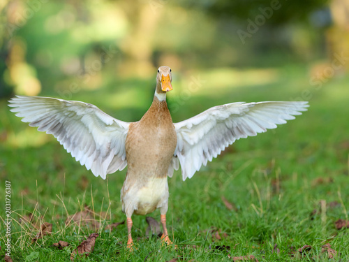 Foto A lively domestic Indian runner duck stands on vibrant green grass with its magnificent wings fully spread, looking curious and engaged directly at the viewer