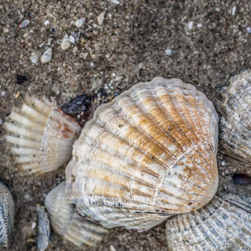 SHELLS - Small mussel shells on the sea beach
