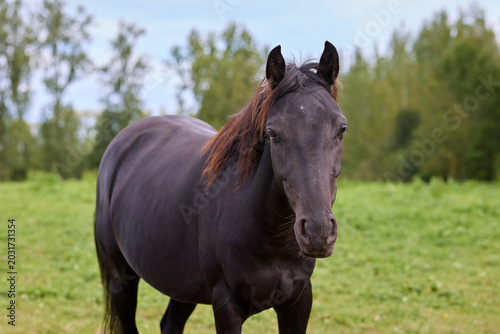 Photos Dark horse with reddish-brown mane standing calmly in a vibrant green pasture, with blurred trees and a blue sky in the background, looking directly at the viewer