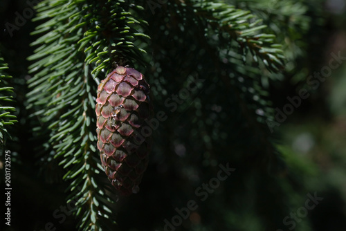 Close-up of a spruce pine cone hanging from an evergreen branch in a shaded f...