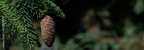 A detailed close-up of a spruce pine cone suspended from an evergreen branch,...