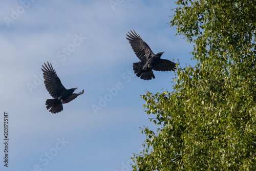 Carrion Crows Flying Near Green Tree in Blue Sky