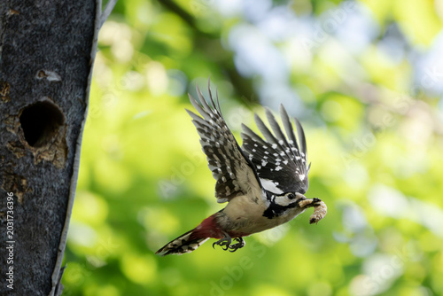Fotografía A great spotted woodpeckers (Dendrocopos major) carries a large larva as it flies in front of its nest