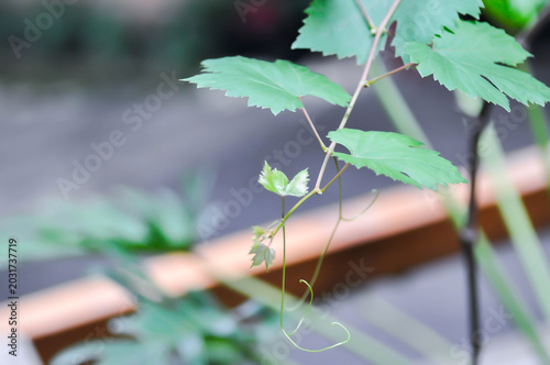 Obraz na plátně grape plant, Grape Vine or VITIDACEAE or Vitis vinifera or Vitis vinifera Linn