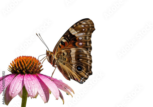 Brown and orange butterfly with eyespot patterns resting on a pink coneflower with water droplets against a black background