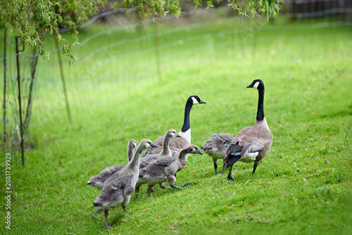 Tableau sur toile Canada geese family with adorable goslings waddling across a vibrant green hillside, showcasing wildlife and natural beauty