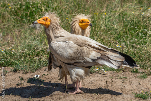фотографія Egyptian vulture.