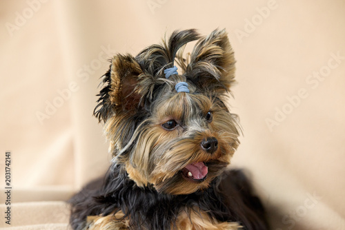 Εκτύπωση καμβά Adorable Yorkshire Terrier puppy with blue bows, looking lively against a soft beige background