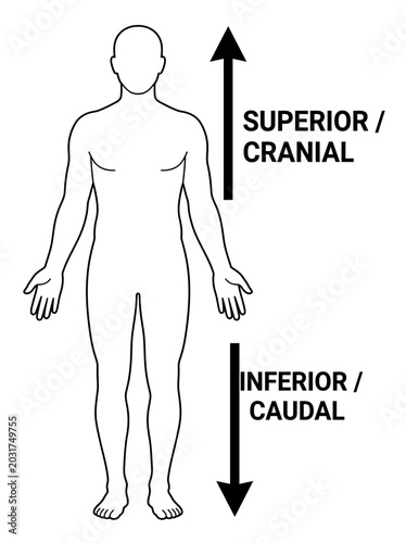 Fotografía Human anatomy chart showing superior cranial and inferior caudal directional ter