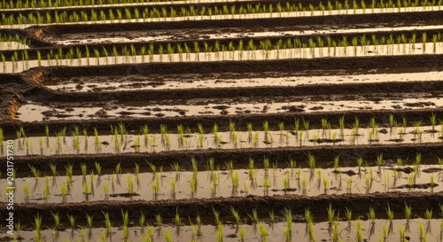 Rows of young green plants.
