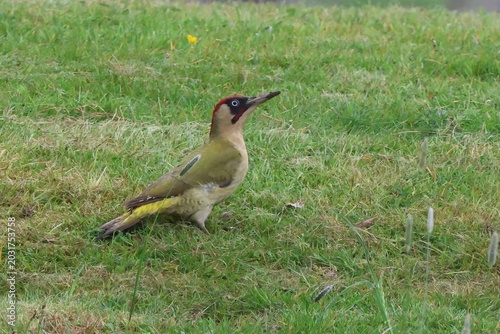 Green, eurasian woodpecker male wild bird looking up. He was startled by an aeroplane during probing on the grass for food