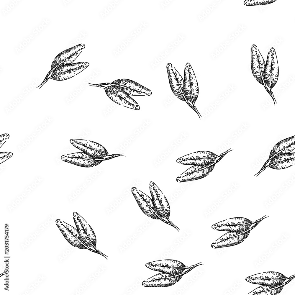 Fototapeta premium seamless pattern herbal sage hand drawn. garden healthy, organic spice, aromatic salvia herbal sage black sketch illustration