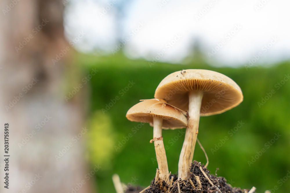 Fototapeta premium Two unidentified wild mushrooms stand on dark soil against a soft green background. The close view emphasizes gills, caps, stems, and woodland texture.
