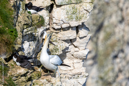 Nesting gannet
