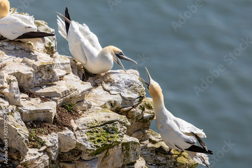 A pair of nesting Gannets