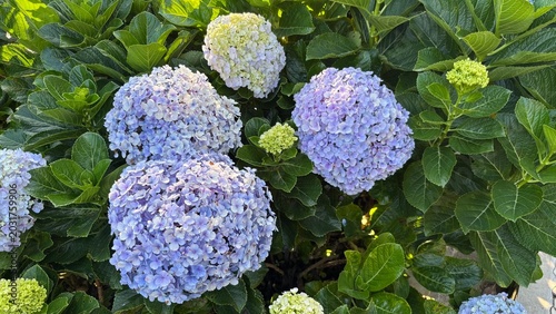 Photos Beautiful hydrangea flower garden with natural colors