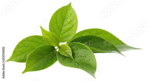 Fresh basil leaves with dewdrops on vibrant green background, droplets