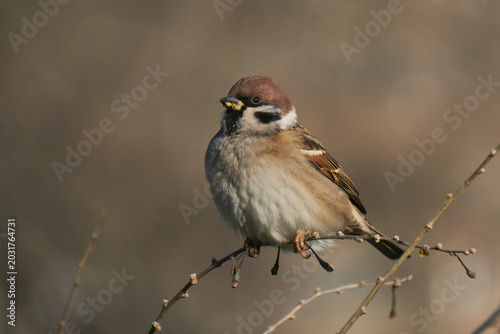Sparrow on a tree
