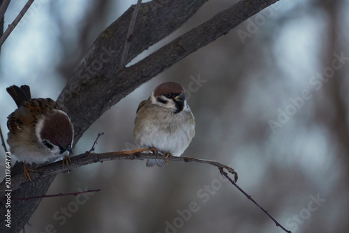 Sparrow on a tree