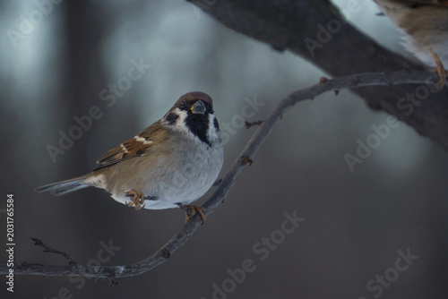 Sparrow on a tree