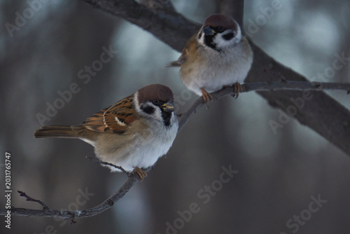 Sparrow on a tree