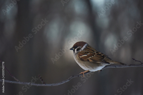 Sparrow on a tree