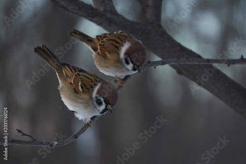 Sparrow on a tree