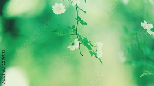 季節の美しい花と空