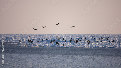 Foto Landscape of drift ice floating on the ocean with Steller's Sea Eagle in Shireto