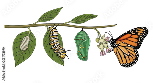 Canvastavla Monarch Butterfly Life Cycle Vector Illustration