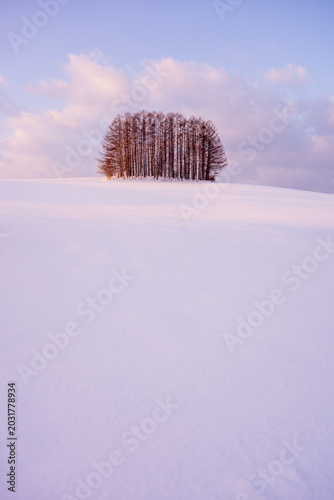 A minimalist nature portrait of trees around Biei, Hokkaido, in winter, covered in snow.