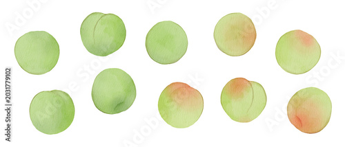 Canvastavla Watercolor Illustration of Japanese plum ume, or Plums with Transparent Backgrou
