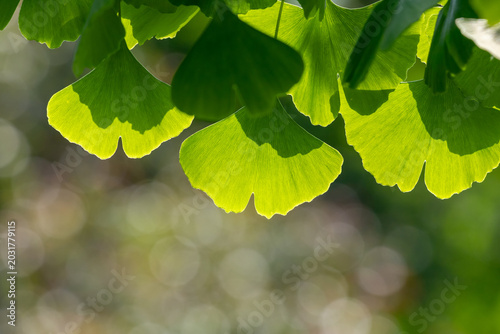 Backlit ginkgo leaves creating fan-shaped green patterns in a tranquil sunlit...