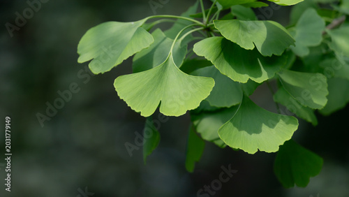 Ginkgo leaves in bright green fan shape with sunlight and rich botanical texture