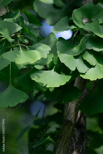 Bright green ginkgo leaves arranged in overlapping fan shapes, backlit by sunlight to reveal delicate veins and natural texture. Calm, fresh botanical imagery ideal for nature and wellness projects.