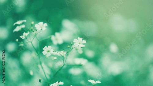 季節の美しい花と空